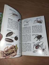 Insect Pests Zim and Fichter 英文版 精装 馆藏书 彩色版