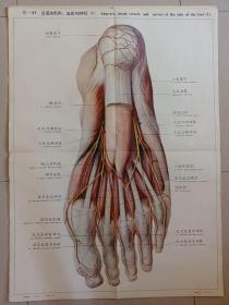 人体解剖挂图：【中英文】Ⅸ―41足底的肌肉、血管和神经(1)