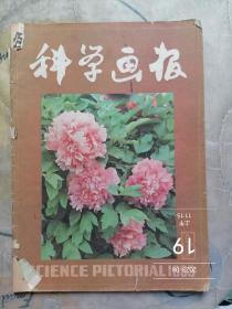 科学画报1983 8