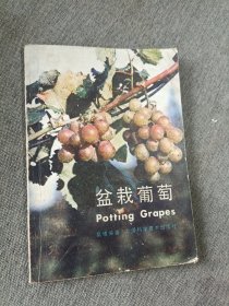 盆栽葡萄