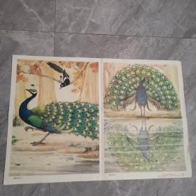 骄傲的孔雀（一二）教学挂图