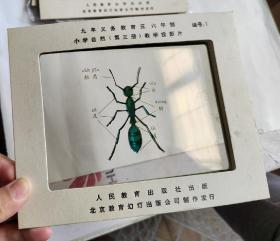 幻灯片：九年义务教育五，六年制  小学自然教学投影片  第三册