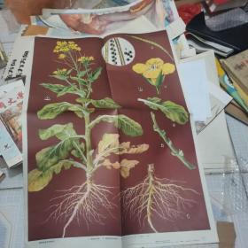 教学挂图：植物体和植物器官