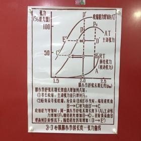 印刷品-医学教学图谱挂图（塑料）——3-3 心肌肌小节的长度-张力曲线【37】折痕、破损