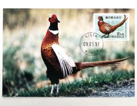 1997-7《珍禽》之环颈雉邮票极限片1枚，片源：总公司片，销1997年5月9日瑞典希斯塔首日戳。