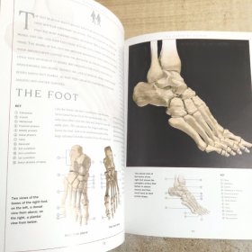 New Atlas of Human Anatomy  新编人体解剖学图谱