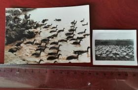 1989年摄影家丁曰强作品《春江水暖鸭先知》+1965年安徽农村草地上放牧鹅老照片（210321）