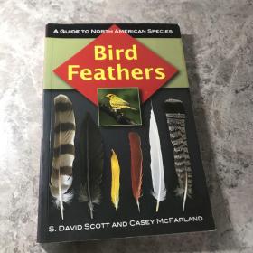 Bird Feathers: A Guide to North American Species