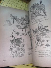 高等植物分类学教学参考图集