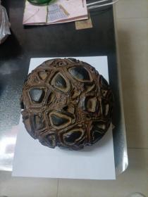 龟背纹陨石，重约5.2公斤