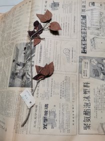 植物标本，无标本台纸.2150527-102