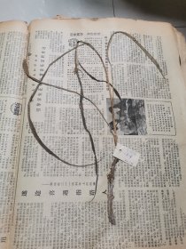 植物标本，无标本台纸.2150527-105