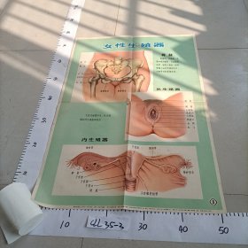 新法接生挂图 上海市第一妇幼保健院 女性生殖器