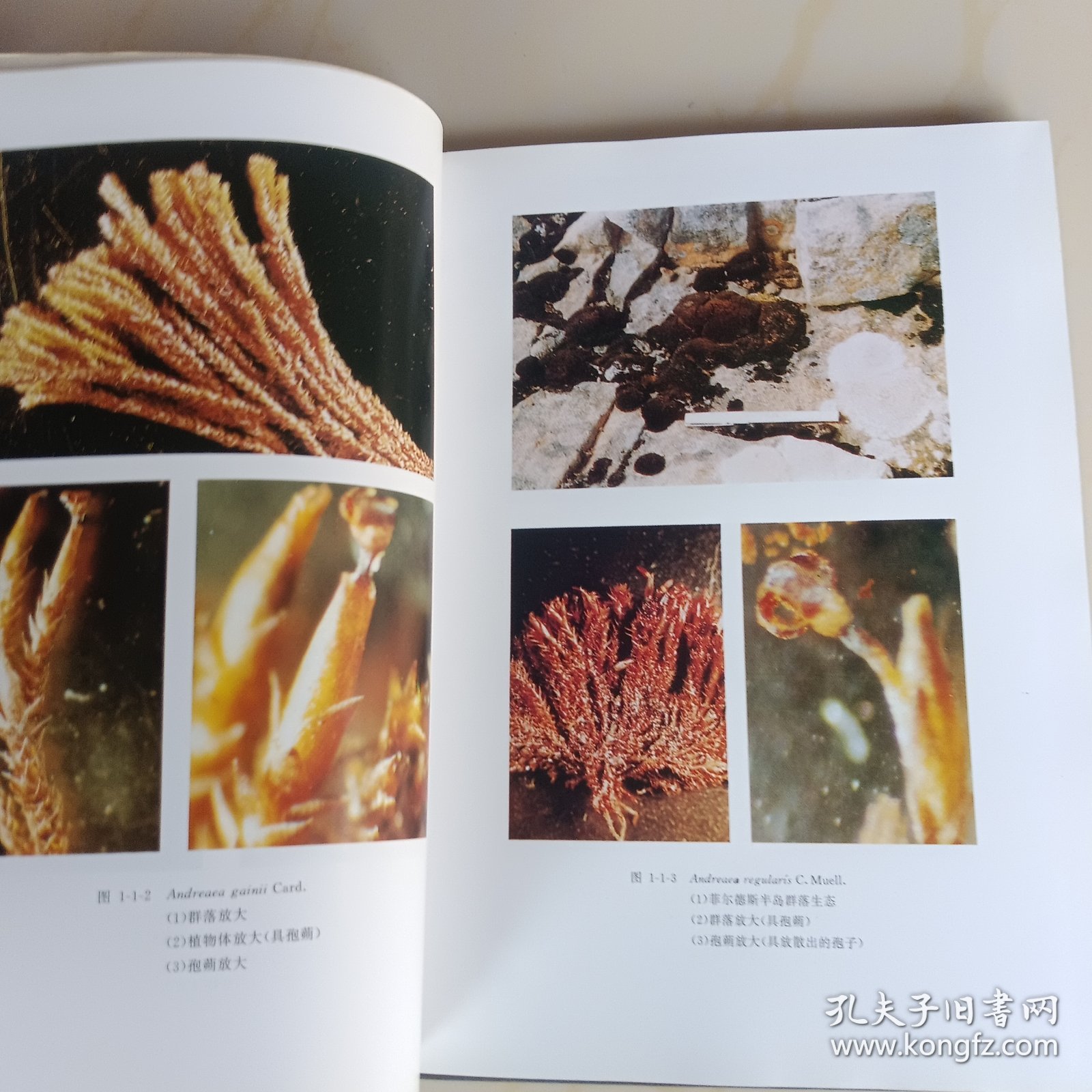 南极菲尔德斯半岛苔鲜植物手册