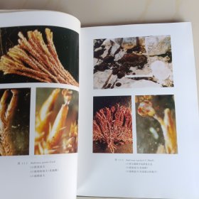 南极菲尔德斯半岛苔鲜植物手册