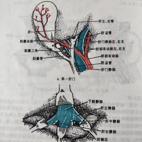 人体解剖学 第四版