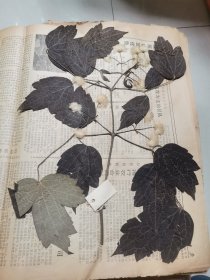 植物标本，无标本台纸.2150527-103