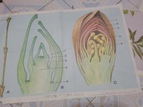 老画家林楚先创作的初中生物教学挂图：芽的种类（一）--