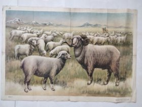 新疆细毛羊（上海1961年印）
