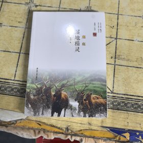 湿地精灵：麋鹿