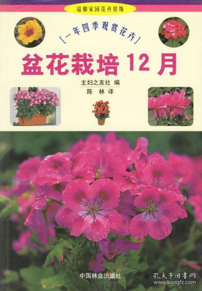 盆花栽培12月：一年四季观赏花卉