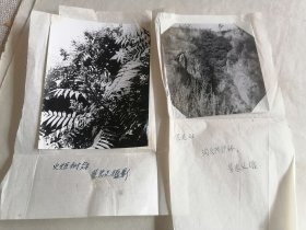火炬树冠和沟头防林照片和董忠义信件一封