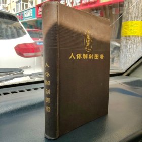 人体解部图谱 普及本 中国医科大学