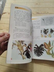 名家国画技法·蔬果花卉