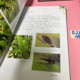 太原市主要园林有害生物图鉴