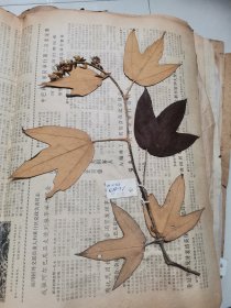 植物标本，无标本台纸.2150527-70