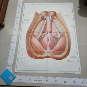 人体解剖挂图 泌尿生殖系统中国医科大学主编中英文 Ⅳ—14男会阴肌