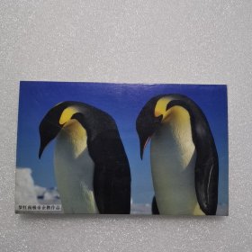 罗红南极帝企鹅作品（明信片）全12张