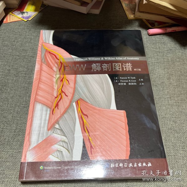 LWW解剖图谱
