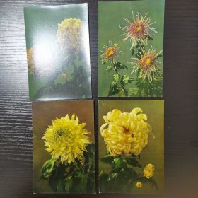 菊花明信片（五六十年代）4张合售，9