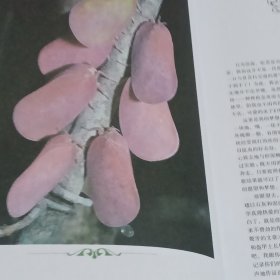 法布尔昆虫记