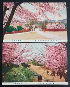 民国明信片两张合售 青岛即墨马山公园樱花 品好如图