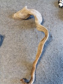 太行陈化崖柏小龙 白粉料 完整 原滋原味
