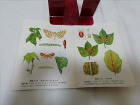 农作物病虫害彩色图册 第二分册 棉花病虫害（植保员手册编绘组编绘，上海人民出版社1972年1版1印）2023.12.29日上