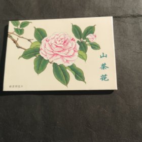 TP24山茶花特种邮资明信片