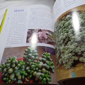 正版实拍：玩转多肉植物