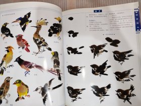 绘画教程：国画禽鸟