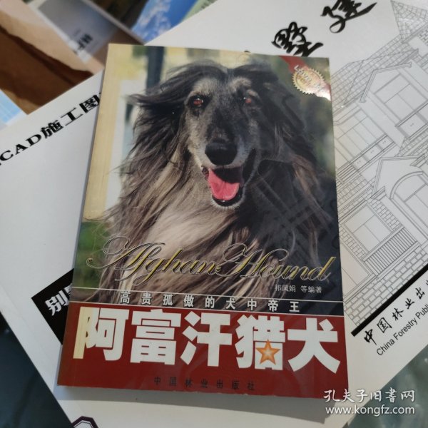 阿富汗猎犬