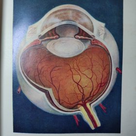 眼科解剖学：眼的应用解剖学
