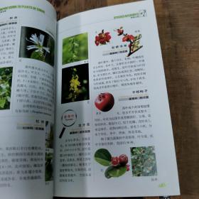 常见植物野外识别手册