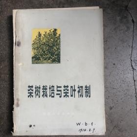 茶树载培与茶叶初制