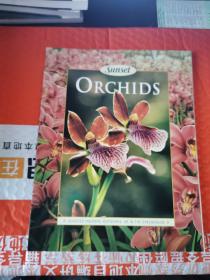 Orchids （Sunset）