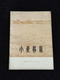 小麦移栽