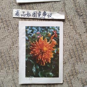 鲜花插图4幅（锦绣河山，小豆红，银针与粉松针，金辉）