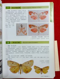 北京灯下蛾类图谱