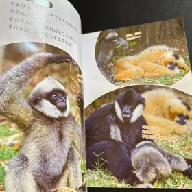 小聪仔·科普版：长臂猿（总第527期）